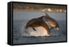 Bottlenose Dolphin (Tursiops Truncatus) Two Breaching in Evening Light, Moray Firth, Scotland, UK-John Macpherson-Framed Stretched Canvas