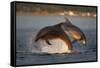 Bottlenose Dolphin (Tursiops Truncatus) Two Breaching in Evening Light, Moray Firth, Scotland, UK-John Macpherson-Framed Stretched Canvas