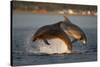 Bottlenose Dolphin (Tursiops Truncatus) Two Breaching in Evening Light, Moray Firth, Scotland, UK-John Macpherson-Stretched Canvas