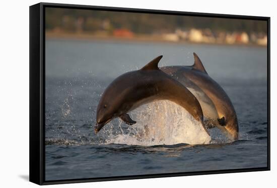 Bottlenose Dolphin (Tursiops Truncatus) Two Breaching in Evening Light, Moray Firth, Scotland, UK-John Macpherson-Framed Stretched Canvas