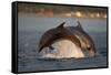 Bottlenose Dolphin (Tursiops Truncatus) Two Breaching in Evening Light, Moray Firth, Scotland, UK-John Macpherson-Framed Stretched Canvas