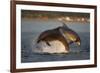 Bottlenose Dolphin (Tursiops Truncatus) Two Breaching in Evening Light, Moray Firth, Scotland, UK-John Macpherson-Framed Photographic Print