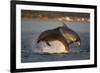 Bottlenose Dolphin (Tursiops Truncatus) Two Breaching in Evening Light, Moray Firth, Scotland, UK-John Macpherson-Framed Photographic Print