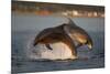 Bottlenose Dolphin (Tursiops Truncatus) Two Breaching in Evening Light, Moray Firth, Scotland, UK-John Macpherson-Mounted Photographic Print