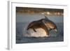 Bottlenose Dolphin (Tursiops Truncatus) Two Breaching in Evening Light, Moray Firth, Scotland, UK-John Macpherson-Framed Photographic Print