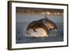 Bottlenose Dolphin (Tursiops Truncatus) Two Breaching in Evening Light, Moray Firth, Scotland, UK-John Macpherson-Framed Photographic Print