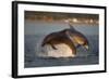 Bottlenose Dolphin (Tursiops Truncatus) Two Breaching in Evening Light, Moray Firth, Scotland, UK-John Macpherson-Framed Photographic Print