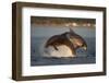 Bottlenose Dolphin (Tursiops Truncatus) Two Breaching in Evening Light, Moray Firth, Scotland, UK-John Macpherson-Framed Photographic Print