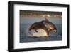 Bottlenose Dolphin (Tursiops Truncatus) Two Breaching in Evening Light, Moray Firth, Scotland, UK-John Macpherson-Framed Photographic Print