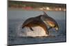 Bottlenose Dolphin (Tursiops Truncatus) Two Breaching in Evening Light, Moray Firth, Scotland, UK-John Macpherson-Mounted Photographic Print