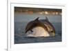 Bottlenose Dolphin (Tursiops Truncatus) Two Breaching in Evening Light, Moray Firth, Scotland, UK-John Macpherson-Framed Photographic Print