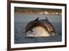 Bottlenose Dolphin (Tursiops Truncatus) Two Breaching in Evening Light, Moray Firth, Scotland, UK-John Macpherson-Framed Photographic Print
