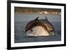 Bottlenose Dolphin (Tursiops Truncatus) Two Breaching in Evening Light, Moray Firth, Scotland, UK-John Macpherson-Framed Photographic Print