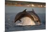 Bottlenose Dolphin (Tursiops Truncatus) Two Breaching in Evening Light, Moray Firth, Scotland, UK-John Macpherson-Mounted Photographic Print