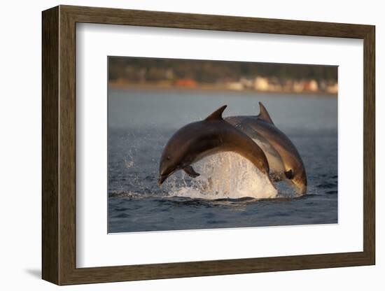 Bottlenose Dolphin (Tursiops Truncatus) Two Breaching in Evening Light, Moray Firth, Scotland, UK-John Macpherson-Framed Photographic Print