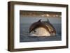 Bottlenose Dolphin (Tursiops Truncatus) Two Breaching in Evening Light, Moray Firth, Scotland, UK-John Macpherson-Framed Photographic Print