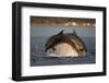 Bottlenose Dolphin (Tursiops Truncatus) Two Breaching in Evening Light, Moray Firth, Scotland, UK-John Macpherson-Framed Photographic Print