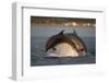 Bottlenose Dolphin (Tursiops Truncatus) Two Breaching in Evening Light, Moray Firth, Scotland, UK-John Macpherson-Framed Photographic Print