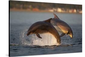 Bottlenose Dolphin (Tursiops Truncatus) Two Breaching in Evening Light, Moray Firth, Scotland, UK-John Macpherson-Stretched Canvas