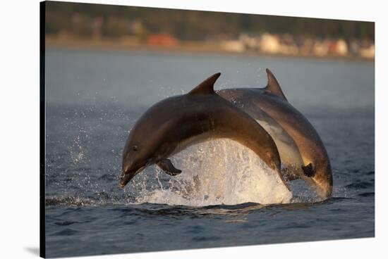 Bottlenose Dolphin (Tursiops Truncatus) Two Breaching in Evening Light, Moray Firth, Scotland, UK-John Macpherson-Stretched Canvas