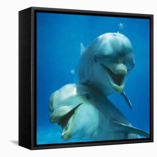 Bottlenose Dolphin Two Facing Camera-Augusto Leandro Stanzani-Framed Stretched Canvas