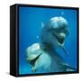Bottlenose Dolphin Two Facing Camera-Augusto Leandro Stanzani-Framed Stretched Canvas