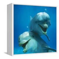 Bottlenose Dolphin Two Facing Camera-Augusto Leandro Stanzani-Framed Stretched Canvas