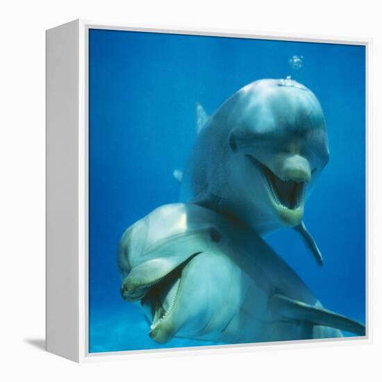 Bottlenose Dolphin Two Facing Camera-Augusto Leandro Stanzani-Framed Stretched Canvas