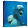 Bottlenose Dolphin Two Facing Camera-Augusto Leandro Stanzani-Stretched Canvas