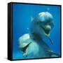 Bottlenose Dolphin Two Facing Camera-Augusto Leandro Stanzani-Framed Stretched Canvas