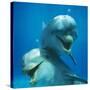 Bottlenose Dolphin Two Facing Camera-Augusto Leandro Stanzani-Stretched Canvas