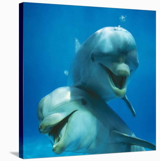Bottlenose Dolphin Two Facing Camera-Augusto Leandro Stanzani-Stretched Canvas