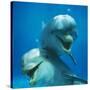 Bottlenose Dolphin Two Facing Camera-Augusto Leandro Stanzani-Stretched Canvas