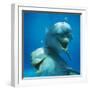 Bottlenose Dolphin Two Facing Camera-Augusto Leandro Stanzani-Framed Premium Photographic Print