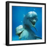 Bottlenose Dolphin Two Facing Camera-Augusto Leandro Stanzani-Framed Photographic Print