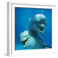 Bottlenose Dolphin Two Facing Camera-Augusto Leandro Stanzani-Framed Photographic Print