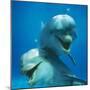 Bottlenose Dolphin Two Facing Camera-Augusto Leandro Stanzani-Mounted Photographic Print