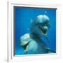 Bottlenose Dolphin Two Facing Camera-Augusto Leandro Stanzani-Framed Photographic Print