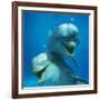 Bottlenose Dolphin Two Facing Camera-Augusto Leandro Stanzani-Framed Photographic Print