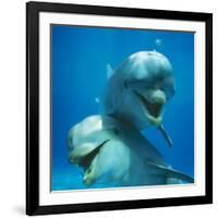 Bottlenose Dolphin Two Facing Camera-Augusto Leandro Stanzani-Framed Photographic Print