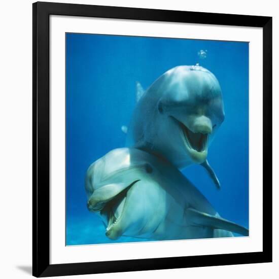 Bottlenose Dolphin Two Facing Camera-Augusto Leandro Stanzani-Framed Photographic Print