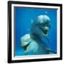 Bottlenose Dolphin Two Facing Camera-Augusto Leandro Stanzani-Framed Photographic Print