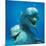 Bottlenose Dolphin Two Facing Camera-Augusto Leandro Stanzani-Mounted Photographic Print