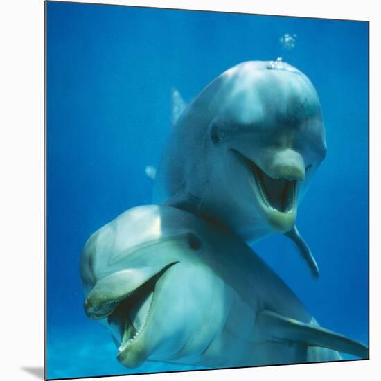 Bottlenose Dolphin Two Facing Camera-Augusto Leandro Stanzani-Mounted Photographic Print