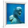 Bottlenose Dolphin Two Facing Camera-Augusto Leandro Stanzani-Framed Photographic Print