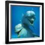 Bottlenose Dolphin Two Facing Camera-Augusto Leandro Stanzani-Framed Photographic Print