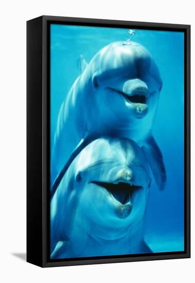 Bottlenose Dolphin Two, Facing, One on Top of the Other-Augusto Leandro Stanzani-Framed Stretched Canvas