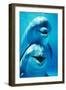 Bottlenose Dolphin Two, Facing, One on Top of the Other-Augusto Leandro Stanzani-Framed Premium Photographic Print