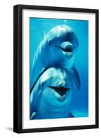 Bottlenose Dolphin Two, Facing, One on Top of the Other-Augusto Leandro Stanzani-Framed Premium Photographic Print