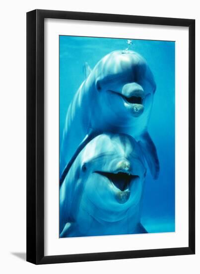 Bottlenose Dolphin Two, Facing, One on Top of the Other-Augusto Leandro Stanzani-Framed Premium Photographic Print